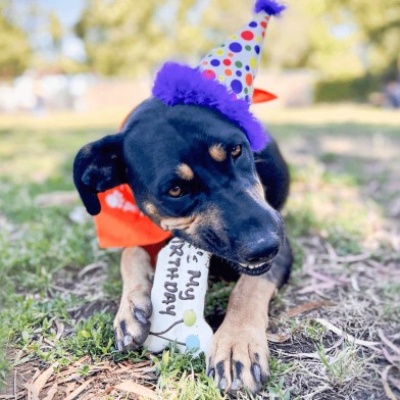 Pet Food Express Antioch hosts "Gelato Sundae for Dogs"