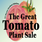 The Great Tomato Plant Sale