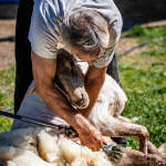 Sheep Shearing Day